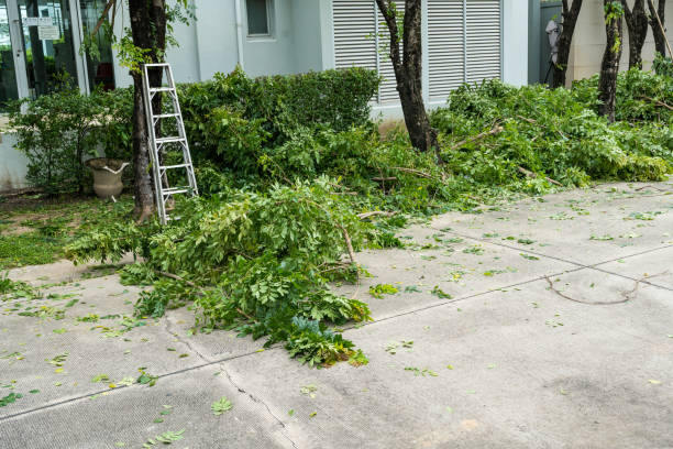 Best Lawn Renovation and Restoration  in Columbia Heights, MN