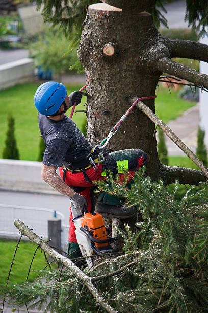 Best Lawn Pest Prevention  in Columbia Heights, MN